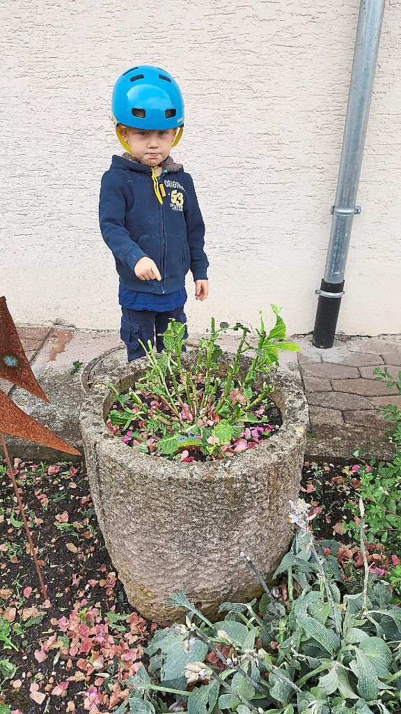 Der kleine Louis begutachtet die Reste im Garten. Das war mal eine prächtige Hortensie.