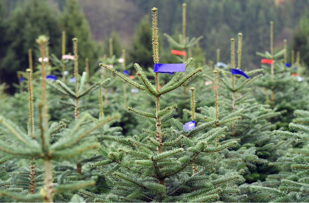 Backnang: 300 Weihnachtsbäume mit Buttersäure beschmiert