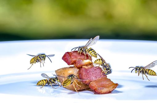 Wespen sind vielfach ungeliebte Gäste – manchmal aber, das wissen die Fachleute, funktioniert das Miteinander dann doch ganz gut. Foto: © Rainer Fuhrmann – stock.adobe.com