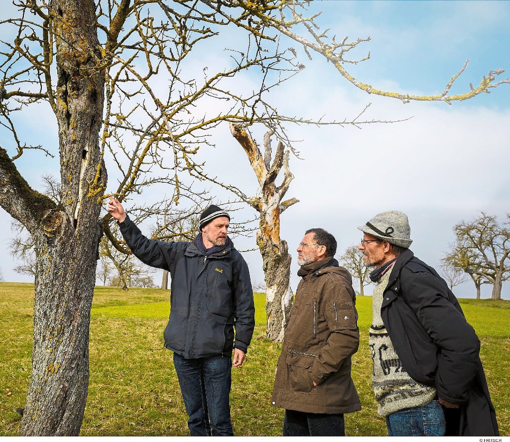 Die Initiative Totholz lebt will abgestorbene Obstbäume retten.