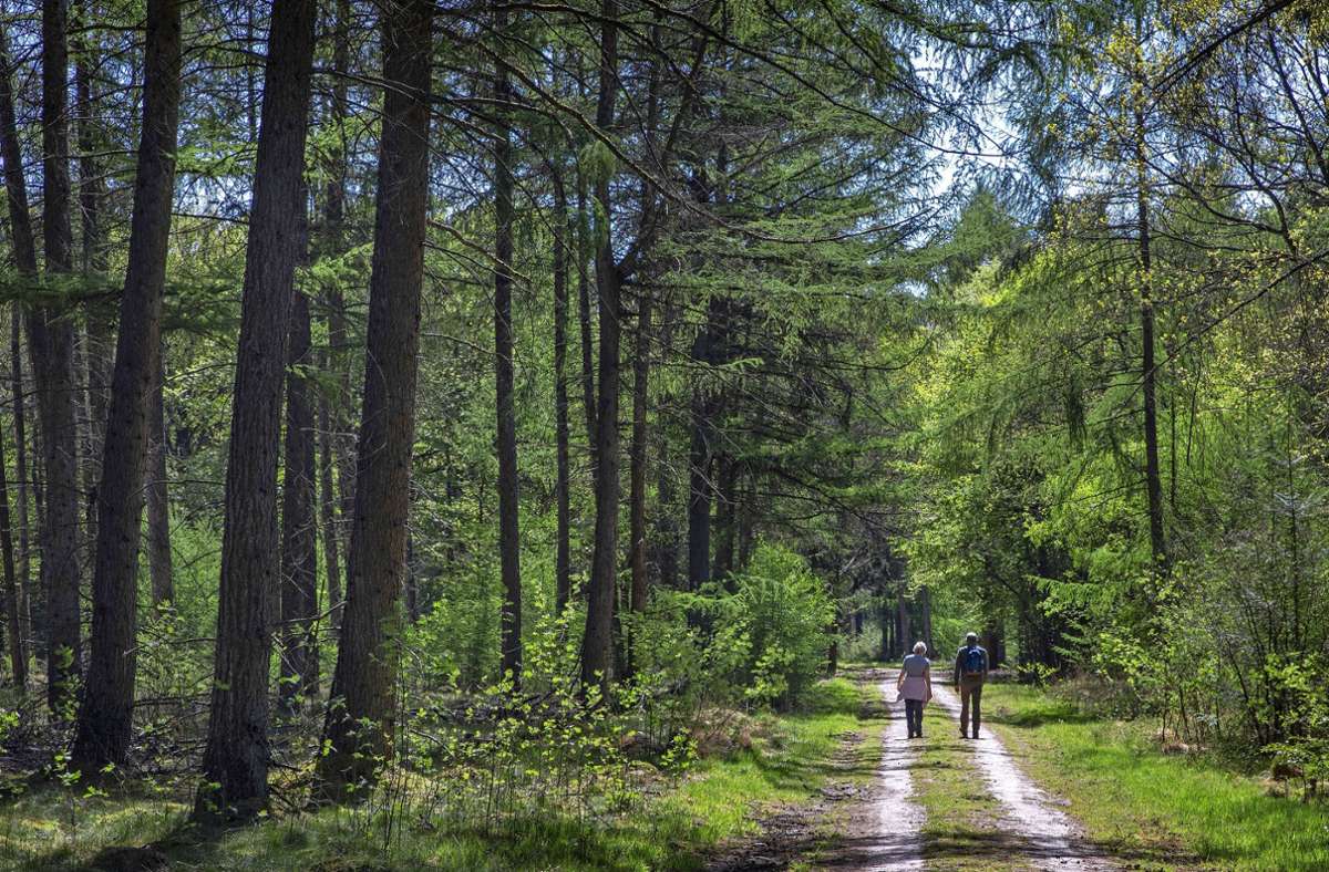 Der Wald hat für viele Menschen vor allem eine Erholungsfunktion. Damit das so bleibt, muss auf den Klimawandel reagiert werden, der die Bäume stresst. Foto: © A - stock.adobe.com/ALBERT BRUNSTING