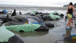 43 gestrandete Wale gerettet