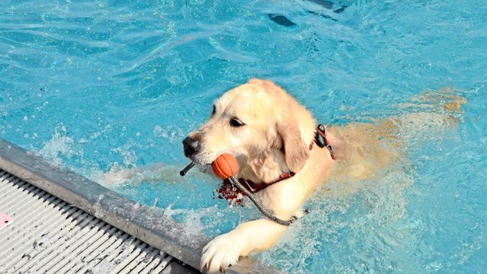 So viel Spaß hatten die Vierbeiner beim Hundeschwimmen