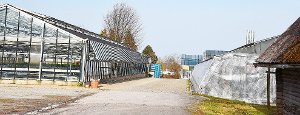 Anstelle der Gewächshäuser im Madenwald, wo derzeit noch die Firma Längle produziert, soll dort eine Gewerbefläche entstehen. Foto: Wegner