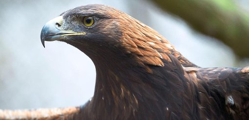 Der majestätische Steinadler ist vor fast 200 Jahren als Brutvogel aus dem Schwarzwald verschwunden. Foto: dpa
