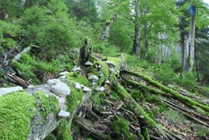 Der Nationalpark Schwarzwald ist Lebensraum vieler Tiere. Aufgrund der Klimaerwärmung verändert sich die Fauna allerdings. Foto: Ebel