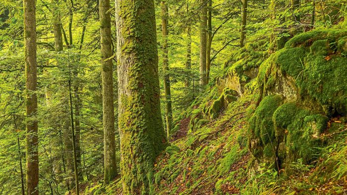 1825 Hektar mehr Wildnis im Nationalpark Schwarzwald