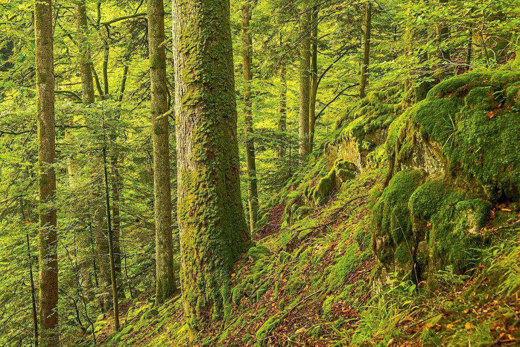 Der Bergmischwald rund um Allerheiligen ist nun ebenfalls von der Entwicklungszone zur Kernzone des Nationalparks Schwarzwald geworden.  Foto: Luis Scheuermann