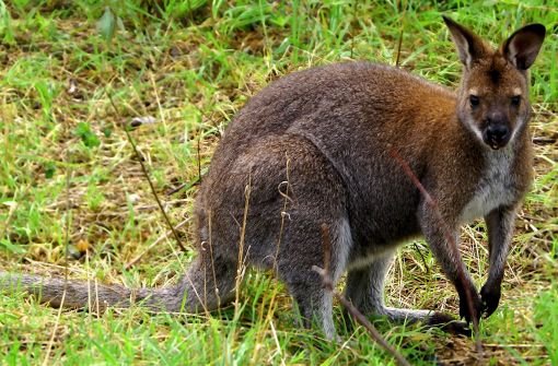 Fast wie in Australien: ein Känguru. (Symbolfoto) Foto: dpa
