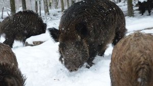 Wildschweine behindern Winterdienst