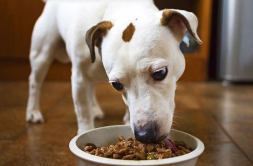 Das Fleisch im Futter der Hunde hat einen großen Einfluss auf die Ökobilanz der Vierbeiner. Es gibt Alternativen, doch die sind strittig. Foto: lena_rx7 - stock.adobe.com/by_dejavu