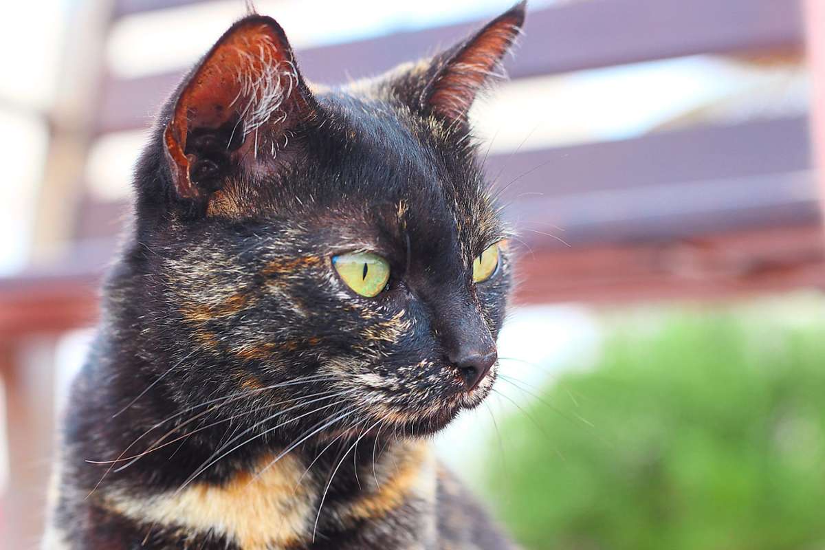 Streuner-Katzen seien ein ganzjähriges Problem, so der Tierschutzverein Villingen-Schwenningen.  Foto: Azuras Welt/Pixabay