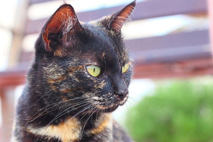 Katzen streunern herum: Corona-Tiere – Auch in Villingen-Schwenningen ein Problem?