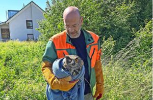 Der in Balingen bekannte Wildtierexperte Björn Gruner hat den Uhu aus dem Betonmischer aufgepäppelt. Foto: /Külpmann
