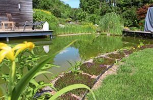 Der Schwimmteich im Garten von Sibylle Zeller hat sowohl eine erfrischende als auch eine beruhigende Wirkung auf Besucher. Foto: Glunk