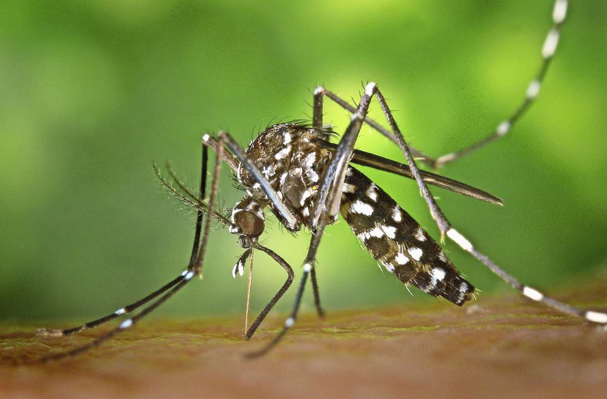 Gesundheitsamt warnt: Weshalb die Tigermücke eine Gefahr für die Ortenau ist