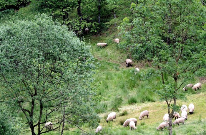 Wolfach Landschaft: Schafe sollen Fläche weiter offen halten