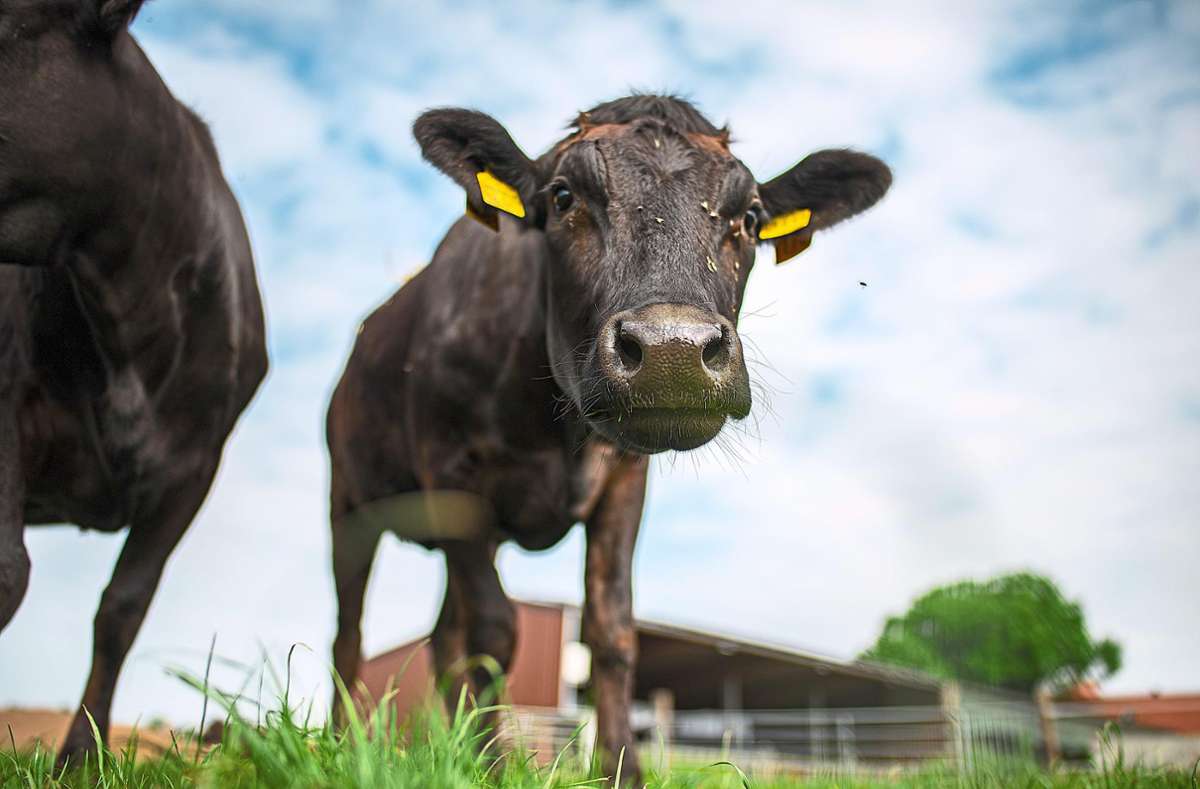 Immer mehr Hausacher Landwirte können nicht mehr ausschließlich von ihren Rindern leben.