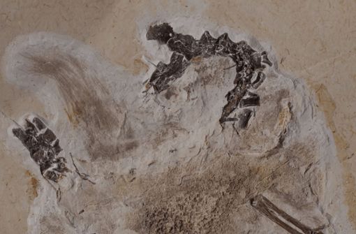 Das Fossil des Sauriers Ubirajara befindet sich im Naturkundemuseum in Karlsruhe. Foto: dpa/---