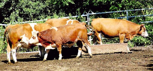 Ohne Ohrmarken, dafür mit unsichtbarem Chip gekennzeichnet: die Uria-Rinder auf dem Hof von Familie Maier in Ostdorf. Foto: Ungureanu