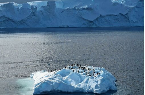 Die Pinguine der Antarktis stehen noch immer nicht unter Schutz. Foto: mago//Nikita Nazarov