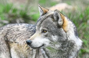 Treibt ein Wolf im Zollernalbkreis sein Unwesen? Foto: Benny Trapp – stock.adobe.com