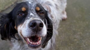 24. Dezember: Hundehalter Nase blutig gehauen