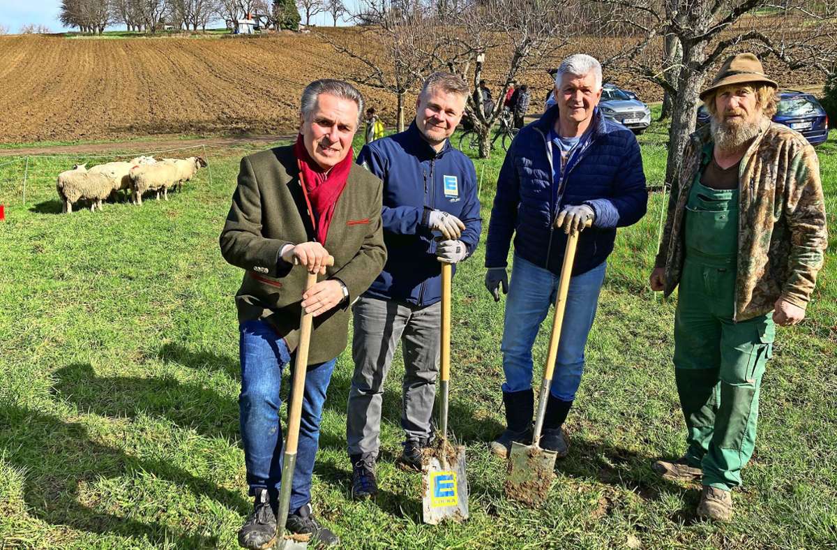 Kooperation zwischen Winzer und Schäfer: Schafe „mähen“ in Friesenheim jetzt den Weinberg