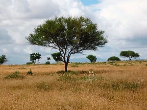 Die typische karge Landschaft in Teilen Tansanias wird nur ein Aspekt von Father Thomas Bilingis Vortrag sein. Foto: St. Franziskus Foto: Schwarzwälder-Bote
