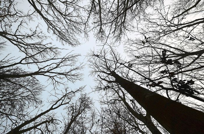 Betriebsplan für 2023: Kippenheimer Wald macht 40 000 Euro Minus