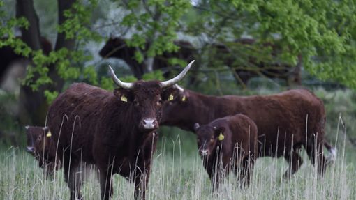 Die Salers-Rinder dürfen im Taubergießen selbstbestimmt aufwachsen. Foto: Thomas Kaiser