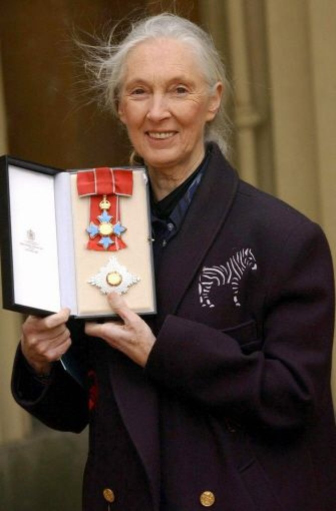 Die Königin der Schimpansen ist sie sowieso, 2004 wird aus der Verhaltensforscherin Jane Goodall eine Dame Commander of the British Empire (DBE).