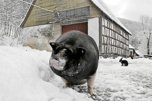 Wannental-Schwein Wuse hat ein neues Zuhause. Foto: Ungureanu