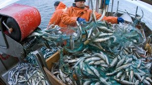 Fischeinkauf ohne Gewissensbisse