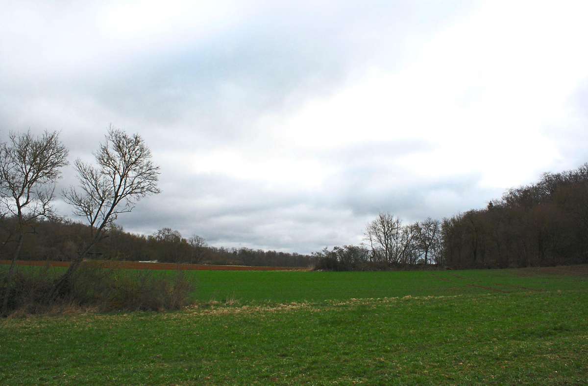Auf diesem Grundstück im Landschaftsschutzgebiet nahe der Gechinger Bergwaldsiedlung ist der Schaftstall bisher geplant. Foto: Biermayer