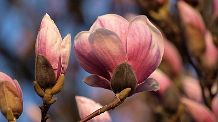 Die Magnolienblüte live im Netz
