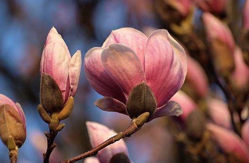 Auch unsere Leserfotografen können sich dem Charme der bombastischen Blüten nicht entziehen - schwelgen sie in der roséfarbenen Pracht. Foto: Leserfotograf heinz-herbert
