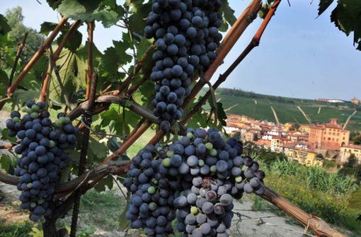 Italienische Winzer sehen ihren Wein durch Schock-Etiketten verunglimpft. Foto: dpa/epa ansa Tonino Di Marco