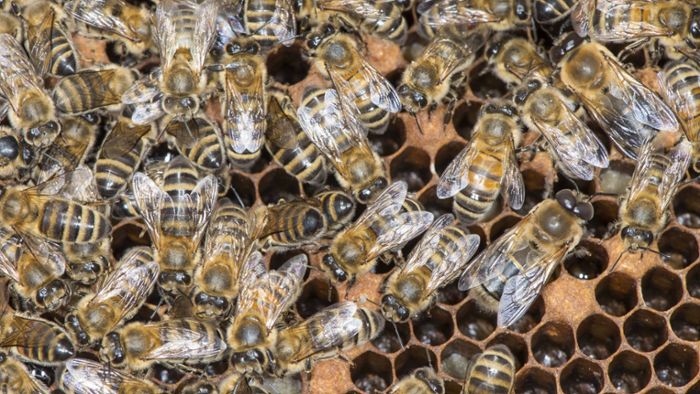 Mehr als 20 000 Bienen bei Unfall auf Autobahn getötet