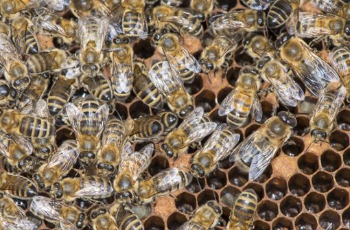 Zwei Bienenstöcke fielen auf der Autobahn von einem Transporter – mehr als 20 000 Tiere wurden wohl getötet (Symbolbild). Foto: IMAGO/Nature Picture Library/IMAGO/Gary K. Smith