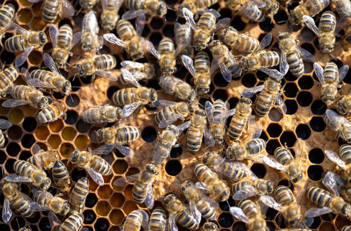Der königliche Imker informierte die Bienen auf dem Gelände des Buckingham-Palastes über den Tod der Queen. Foto: IMAGO/Ulrich Roth