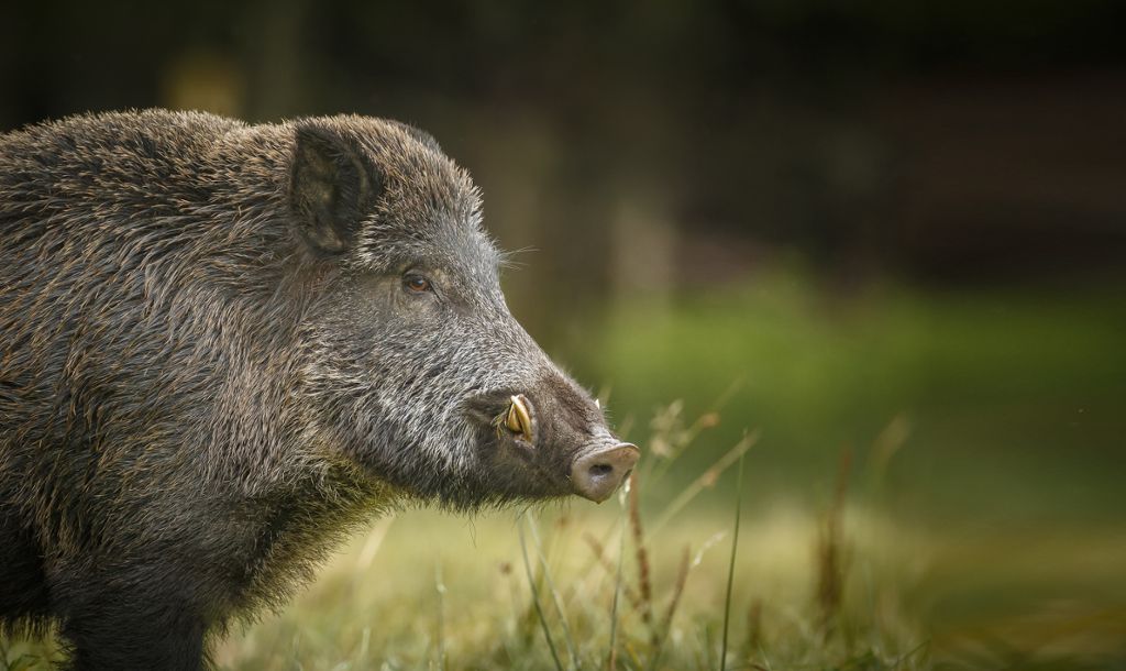 Wildschweine haben auf einem Acker bei Gremmelsbach gravierende Schäden hinterlassen.