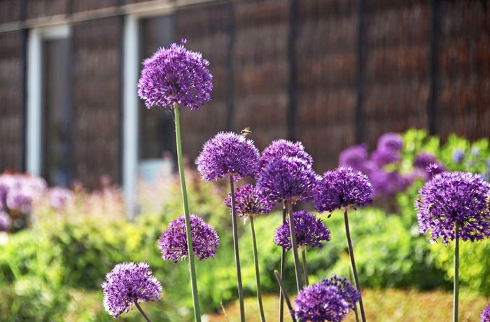 Garten & Balkon: Tipps vom Donaueschinger Profi für kleinere Gärten