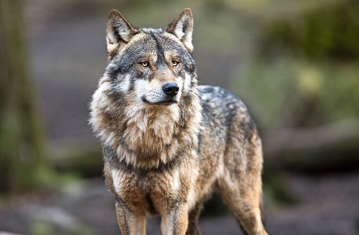 Mehrere Wölfe haben sich Schwarzwald dauerhaft niedergelassen. (Symbolfoto) Foto: AB Photography - stock.adobe.com