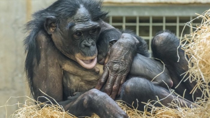 Bonobo Huenda bringt ein Baby zur Welt