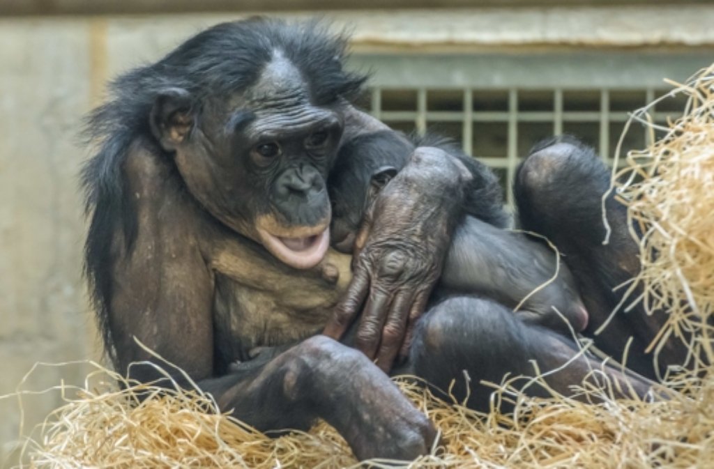 Fest drückt Bonobo Huenda ihr Erstgeborenes an sich.