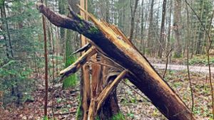 Brennholz teuer – trotz Massen an Sturmholz
