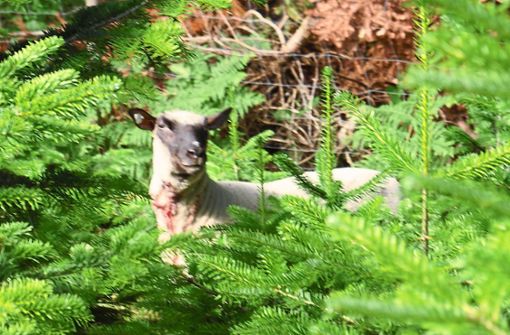 Verstört und teils verletzt: Shropshire-Schaf in der Christbaumkultur in Göttelfingen. Foto: Prutzschke