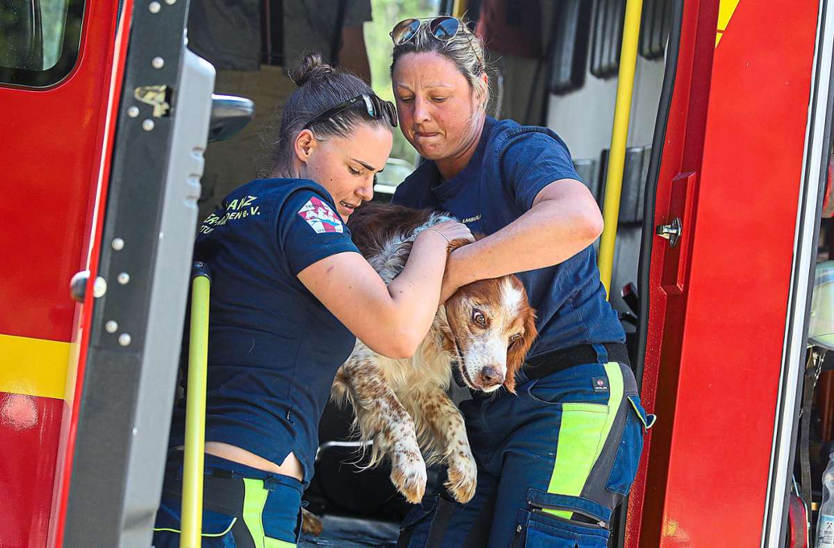 Die Tierrettung Südbaden (hier Jessica Kaminski rechts) nimmt einen Hund nach einem Verkehrsunfall auf der B 523 bei Schwenningen in Obhut und bringt ihn in eine Tierklinik. Foto: Eich