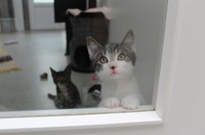 Wer nimmt mich mit? Dieses Kätzchen sucht – wie viele weitere  – noch ein liebevolles Zuhause. Foto: Müller